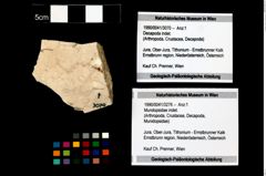 Foto (Objekt + Etikett) von Mundopsidae indet.  (NHMW-GEO-1990-0041-3276)